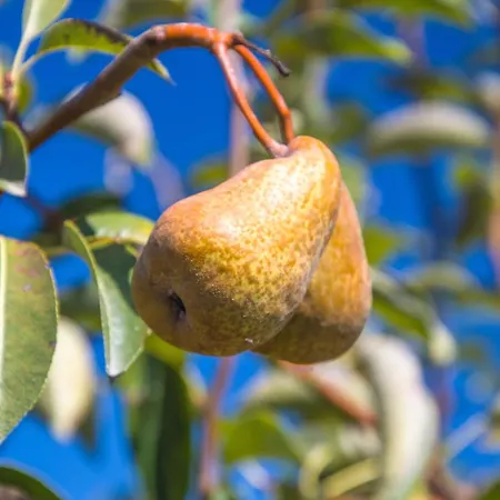 Willa Solar Alegria Ribeiradio