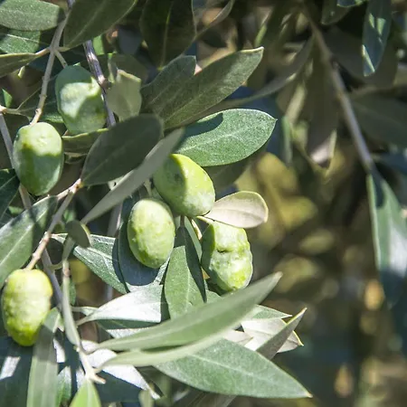 Solar Alegria Willa *