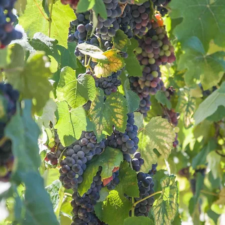 Villa Solar Alegria Ribeiradio