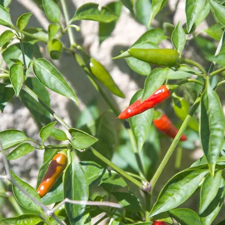 Villa Solar Alegria Ribeiradio