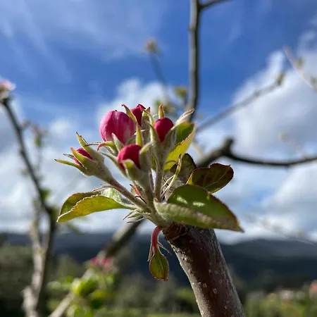 Solar Alegria Villa *