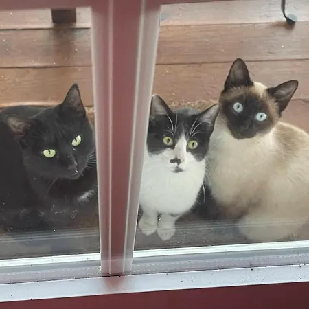 Villa Solar Alegria Ribeiradio