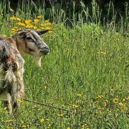 Solar Alegria * Ribeiradio