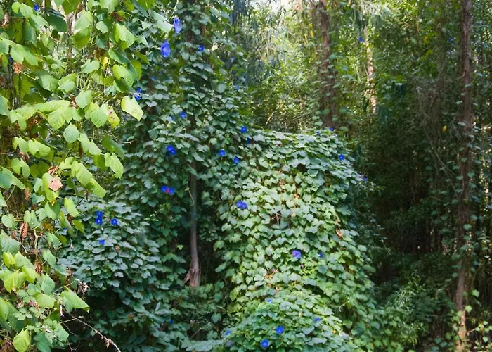 Solar Alegria Villa *