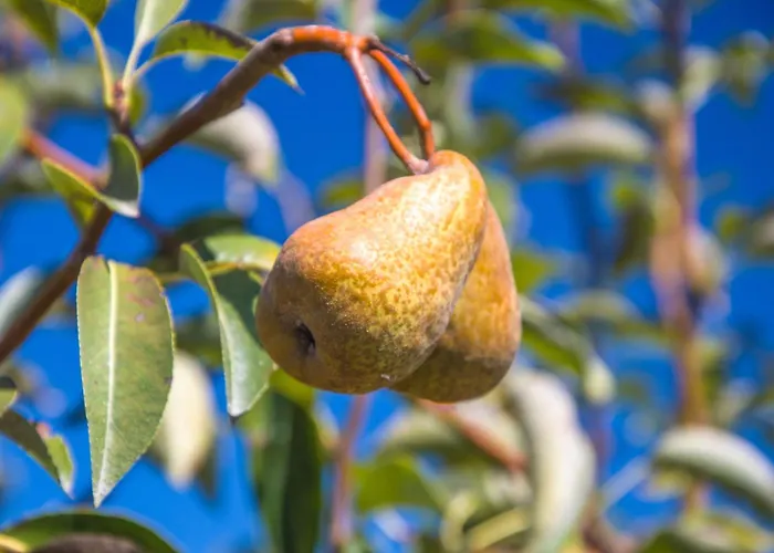 Villa Solar Alegria Ribeiradio