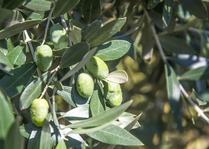 Solar Alegria Villa *