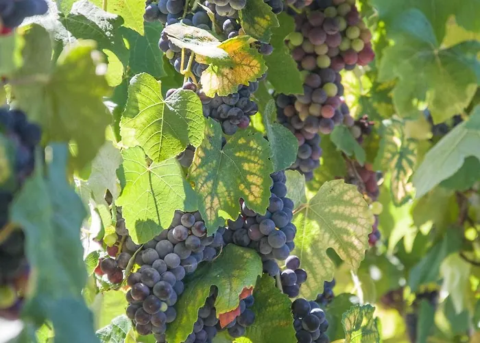 Villa Solar Alegria Ribeiradio