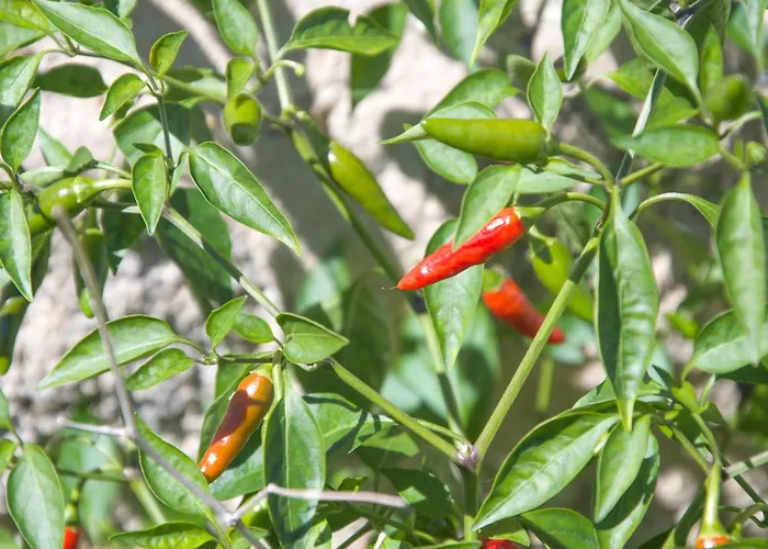 Villa Solar Alegria Ribeiradio