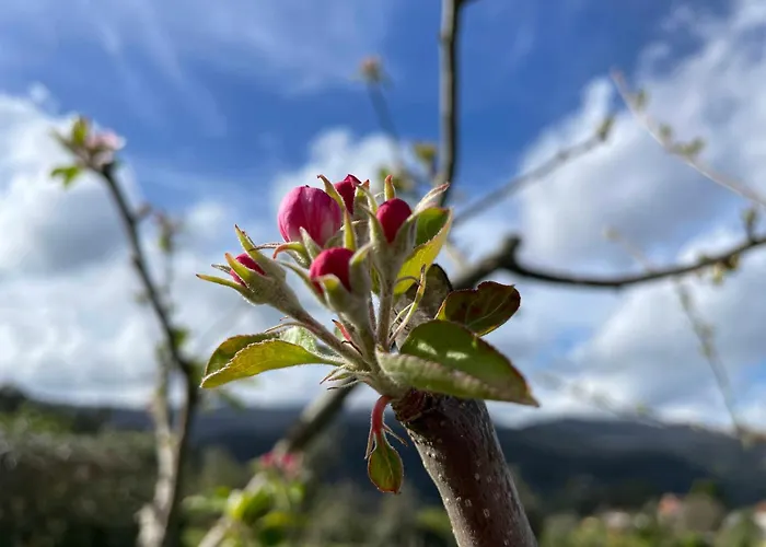 Solar Alegria Villa *