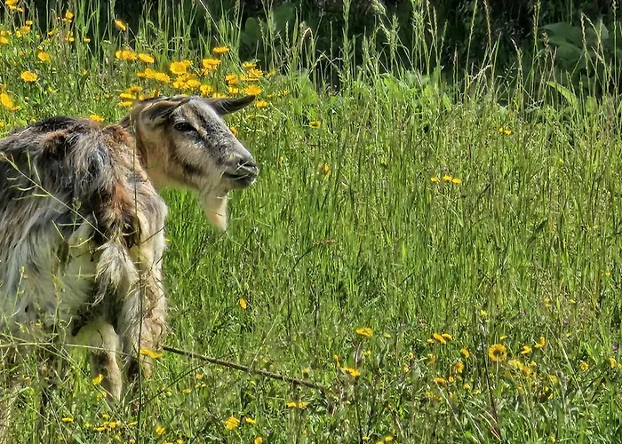 Solar Alegria * Ribeiradio